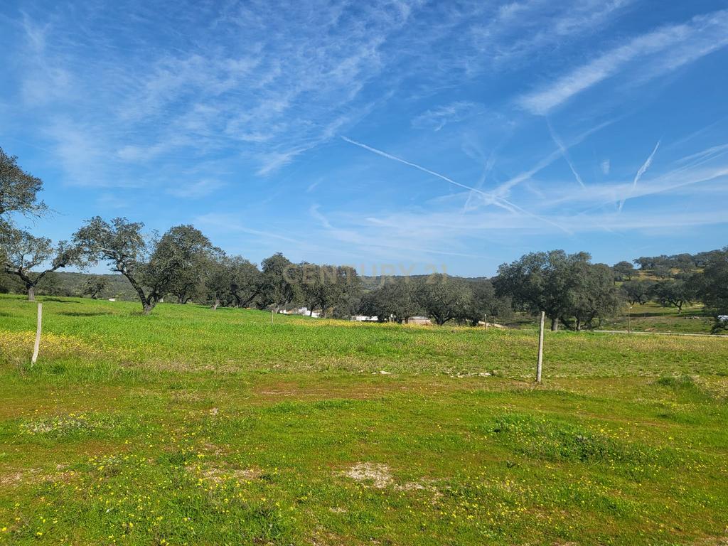 Quinta de 5ha com moradia no Sabugueiro, Arraiolos - Image 48