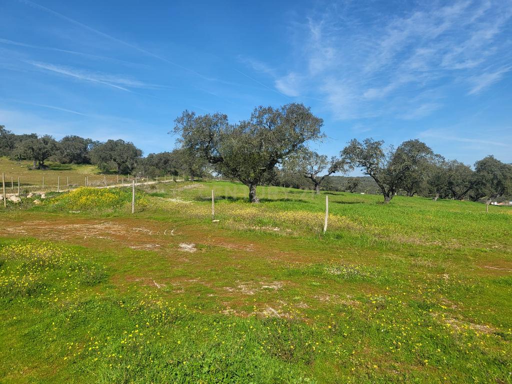Quinta de 5ha com moradia no Sabugueiro, Arraiolos - Image 10