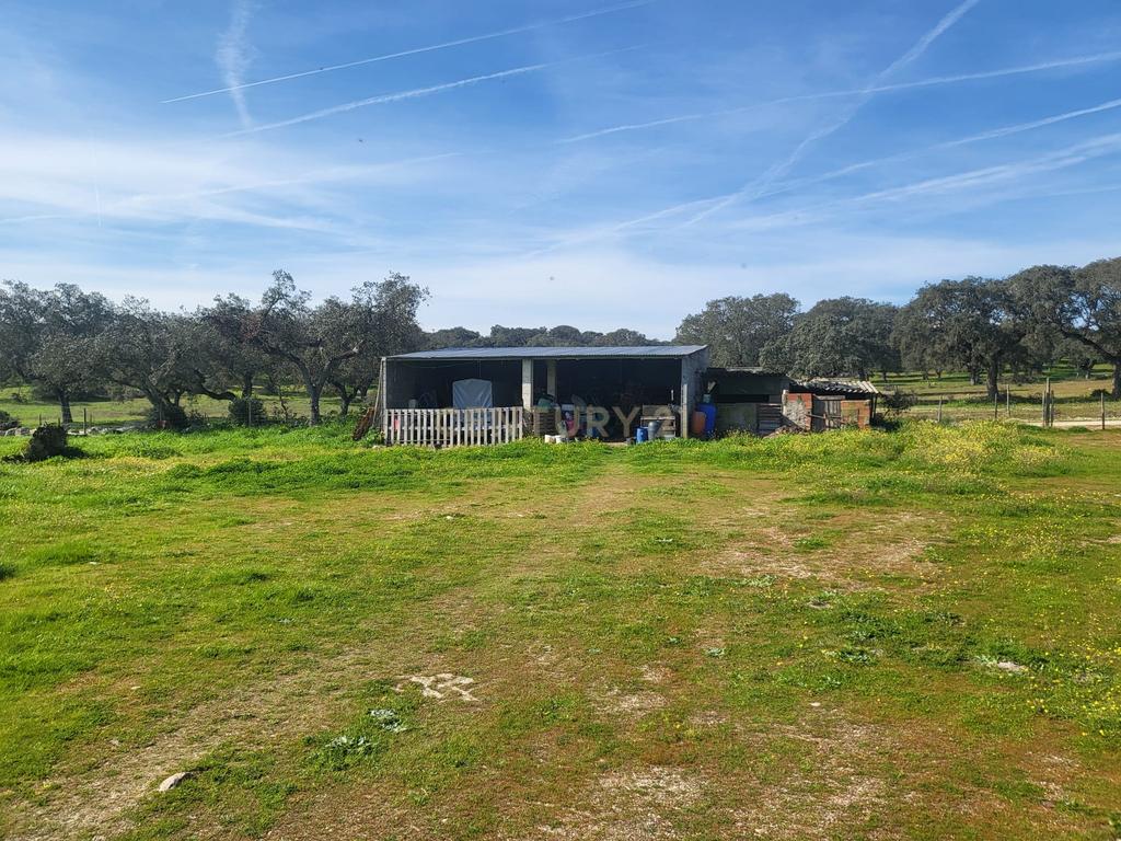 Quinta de 5ha com moradia no Sabugueiro, Arraiolos - Image 11