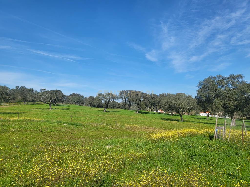 Quinta de 5ha com moradia no Sabugueiro, Arraiolos - Image 49