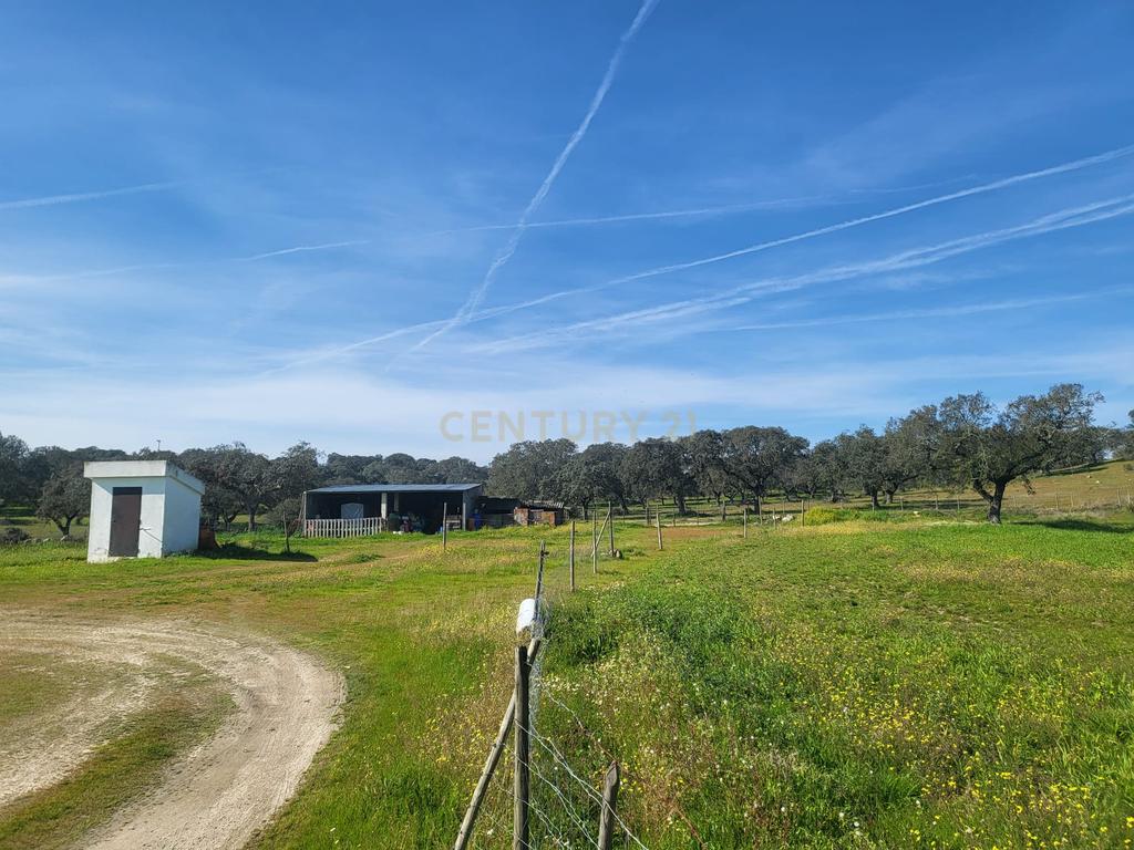 Quinta de 5ha com moradia no Sabugueiro, Arraiolos - Image 41