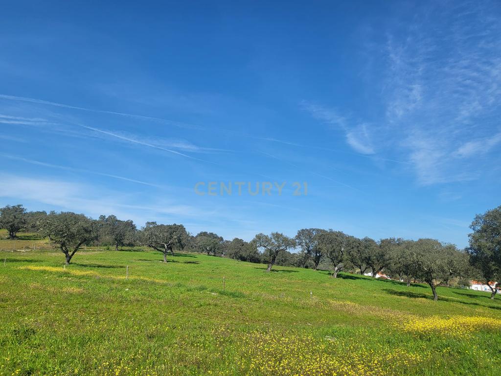 Quinta de 5ha com moradia no Sabugueiro, Arraiolos - Image 12