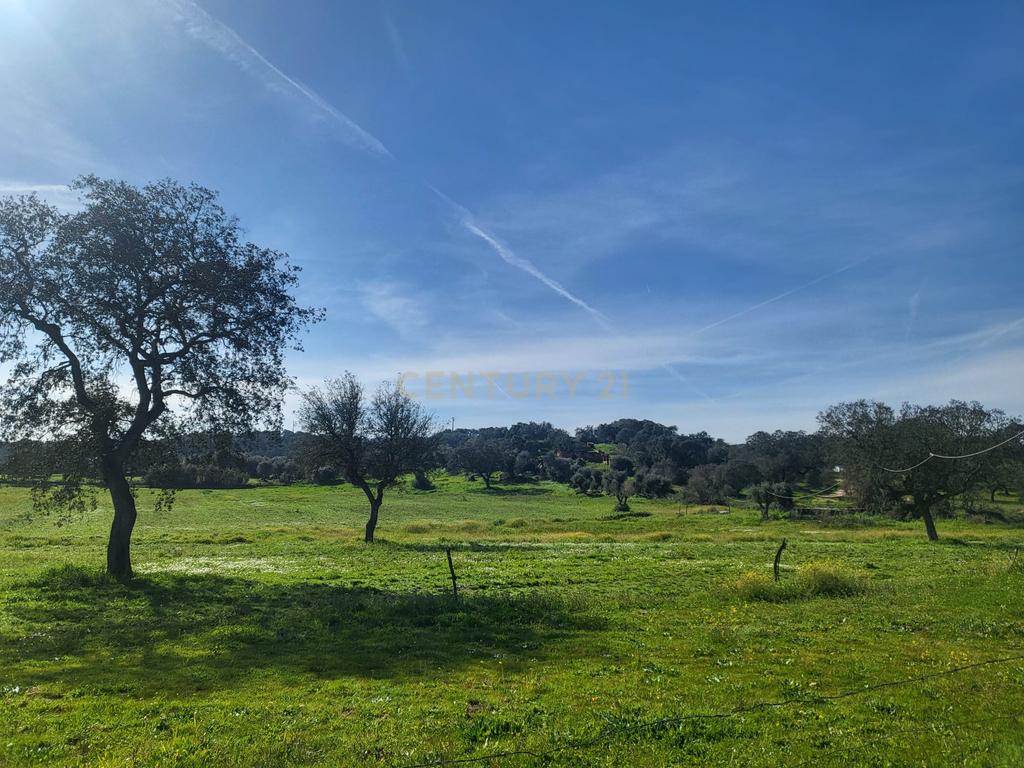 Quinta de 5ha com moradia no Sabugueiro, Arraiolos - Image 15