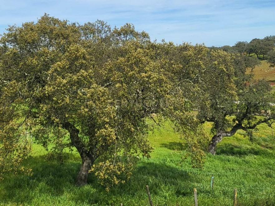 Quinta de 5ha com moradia no Sabugueiro, Arraiolos - Image 8