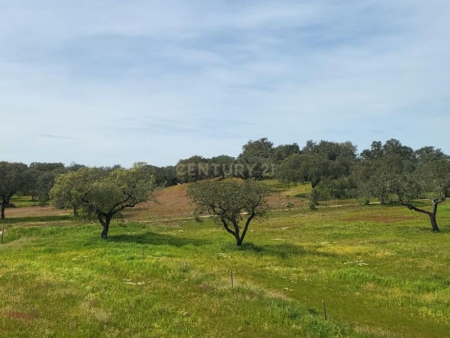 Quinta de 5ha com moradia no Sabugueiro, Arraiolos - Image 6