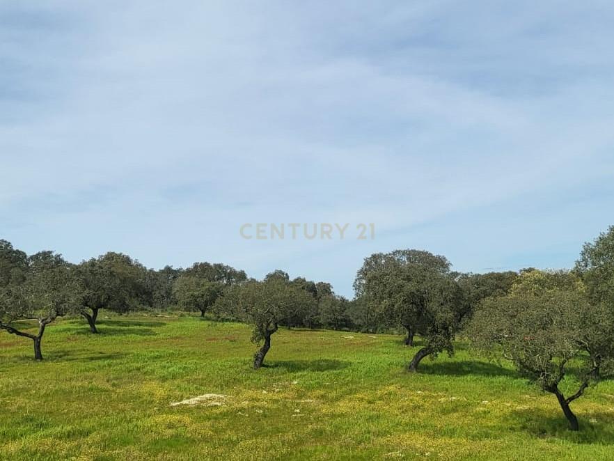 Quinta de 5ha com moradia no Sabugueiro, Arraiolos - Image 7