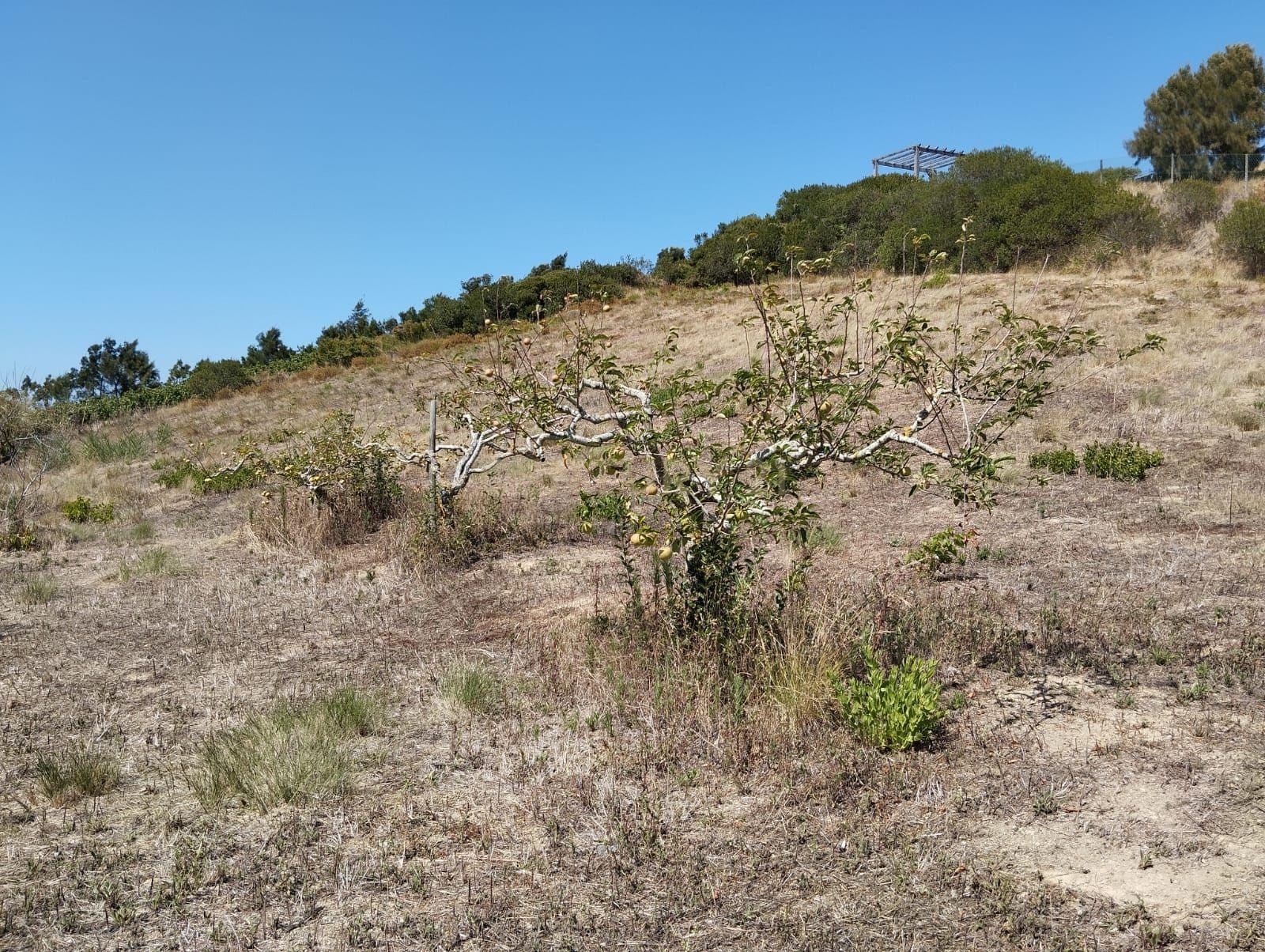 Terreno com viabilidade de construção - Vista desafogada - Image 8