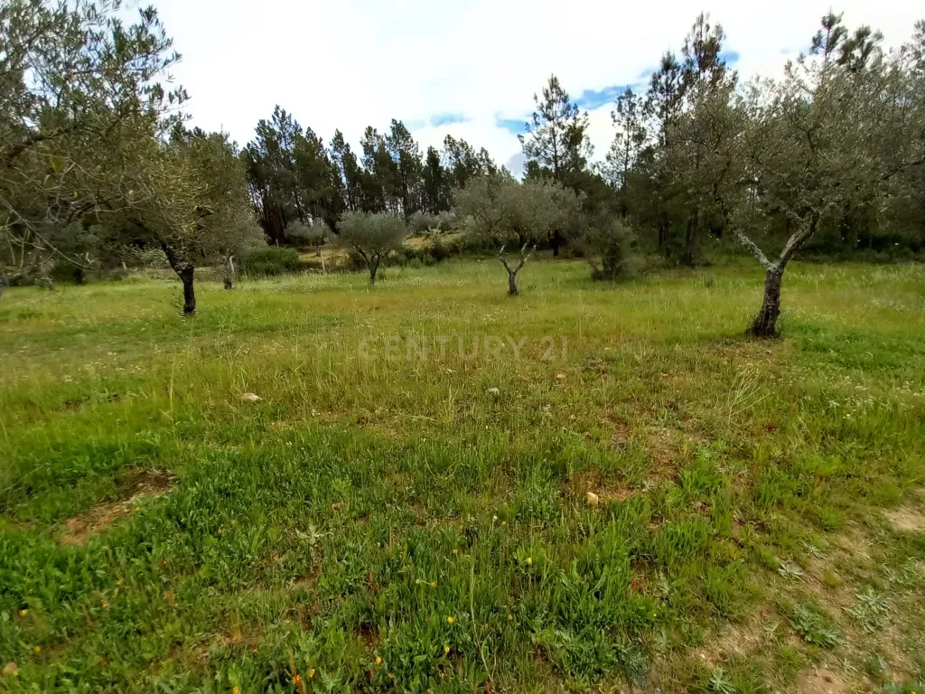 Terreno Rustico Ninho do Açor - Image 8