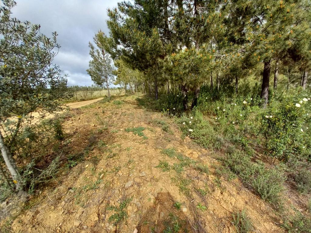 Terreno Rustico Ninho do Açor - Image 3