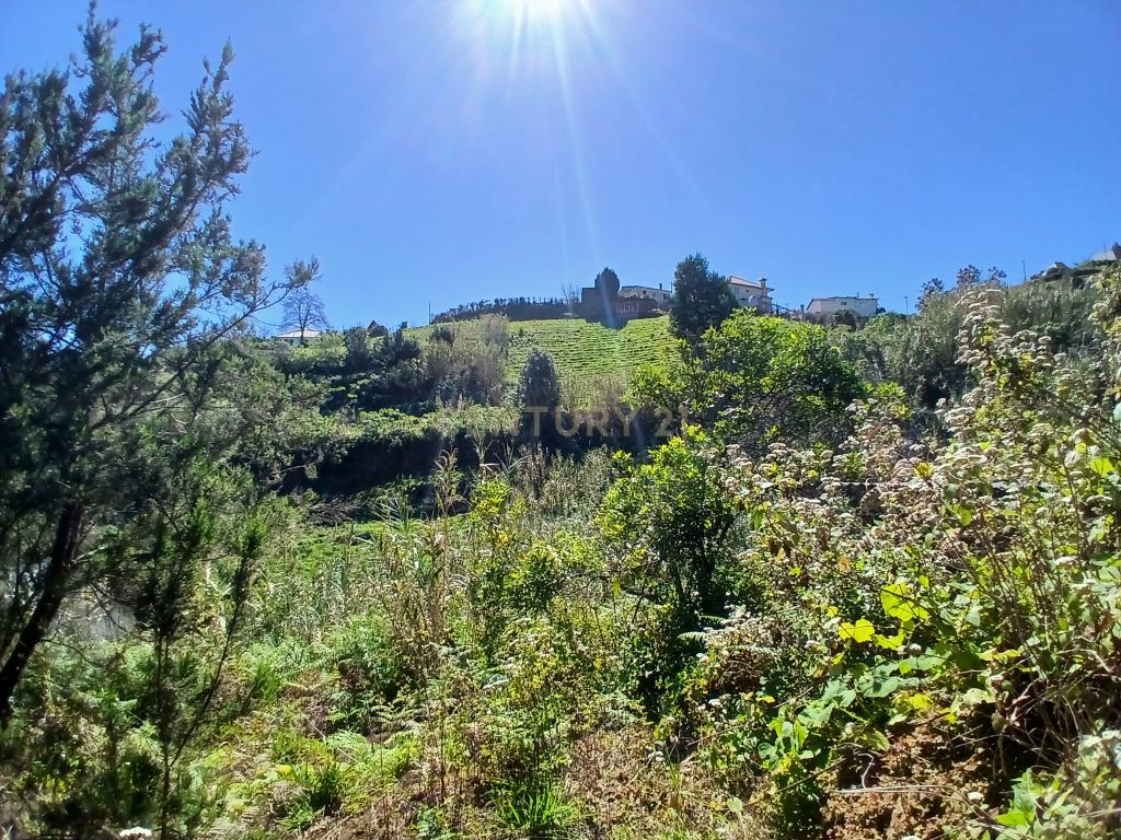 Casinha Típica de Santana, Madeira - Um Refúgio Rural com Potencial de Investimento - Image 24