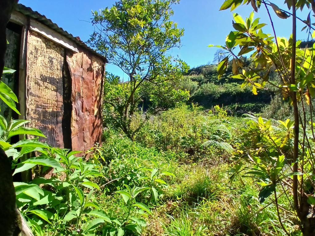 Casinha Típica de Santana, Madeira - Um Refúgio Rural com Potencial de Investimento - Image 20