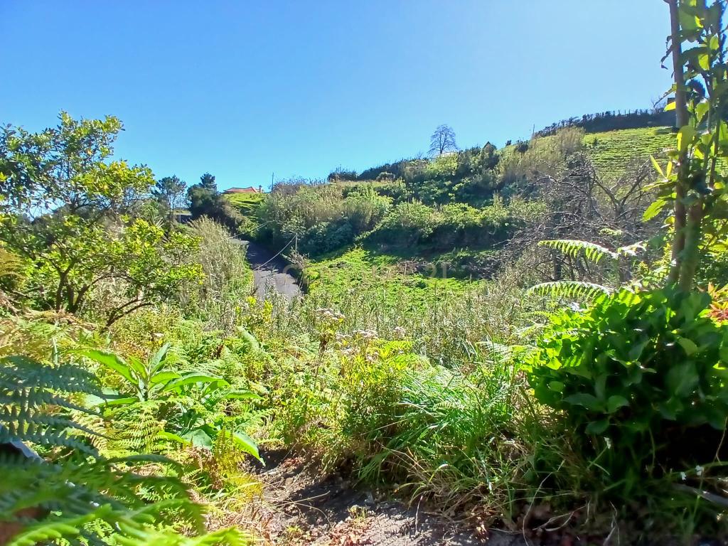 Casinha Típica de Santana, Madeira - Um Refúgio Rural com Potencial de Investimento - Image 17
