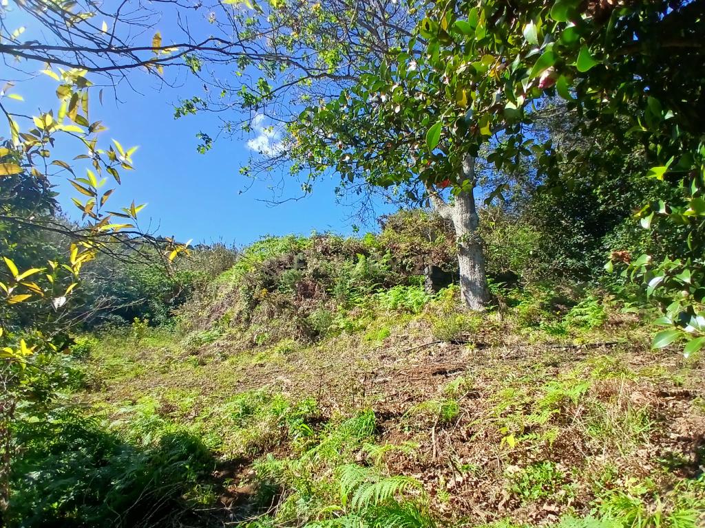 Casinha Típica de Santana, Madeira - Um Refúgio Rural com Potencial de Investimento - Image 14