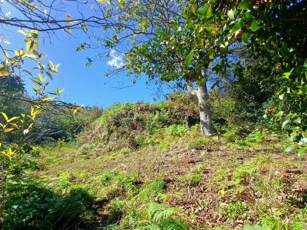 Casinha Típica de Santana, Madeira - Um Refúgio Rural com Potencial de Investimento - Image 14