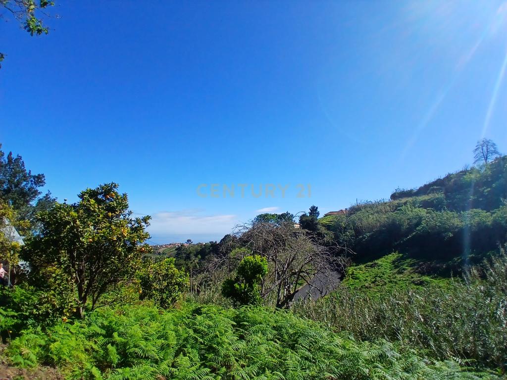 Casinha Típica de Santana, Madeira - Um Refúgio Rural com Potencial de Investimento - Image 18
