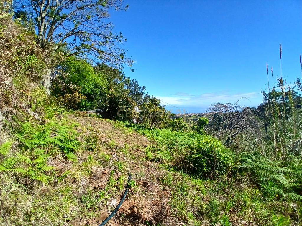 Casinha Típica de Santana, Madeira - Um Refúgio Rural com Potencial de Investimento - Image 19
