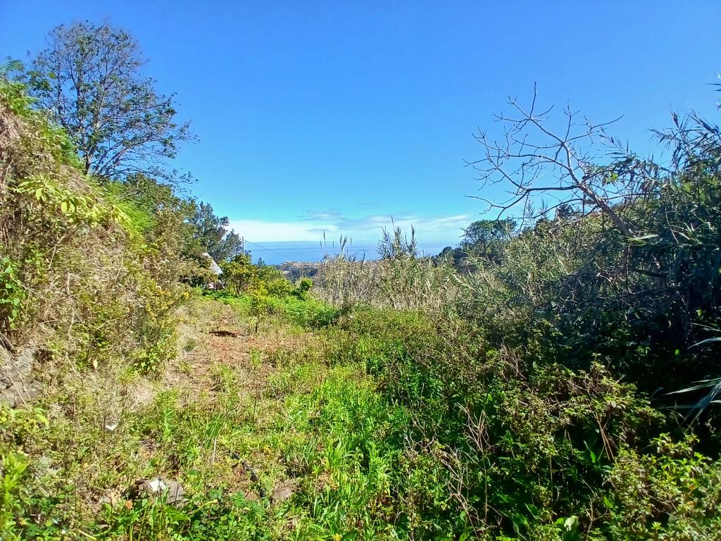 Casinha Típica de Santana, Madeira - Um Refúgio Rural com Potencial de Investimento - Image 23