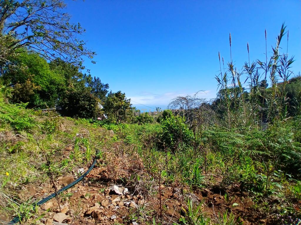 Casinha Típica de Santana, Madeira - Um Refúgio Rural com Potencial de Investimento - Image 12