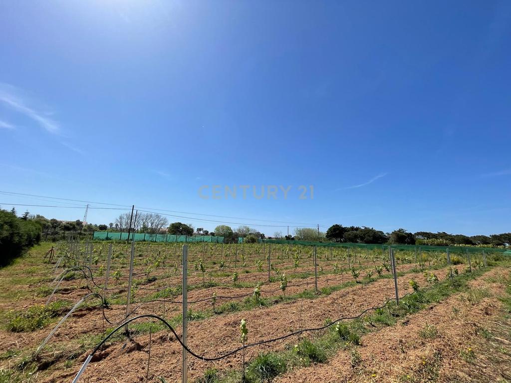 Terreno Porto Covo - Image 3