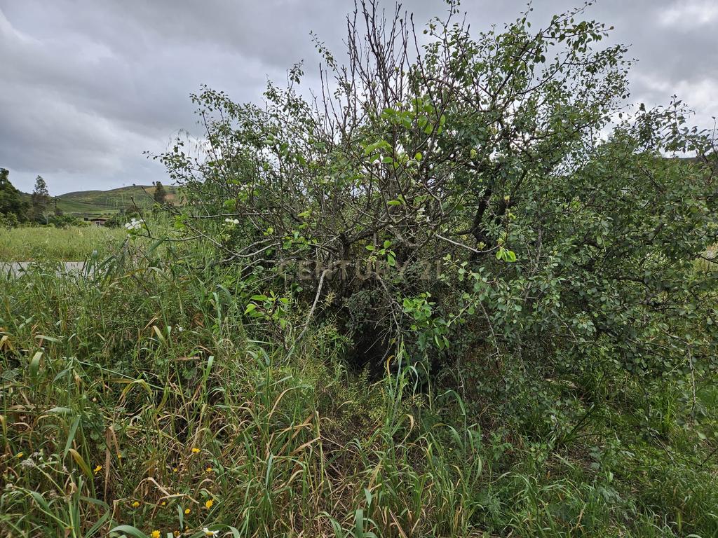 Oportunidade Única! Terreno Rústico com Habitação para Recuperar em Mexilhoeira Grande, Portimão - Image 16