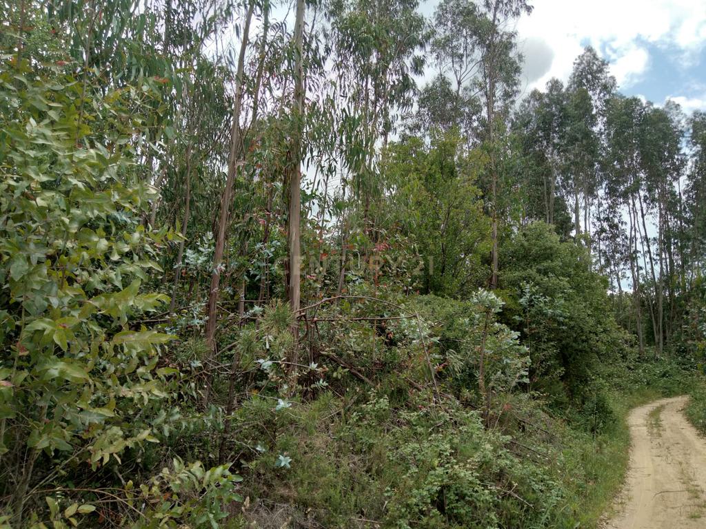 Terreno Rùstico - Image 3