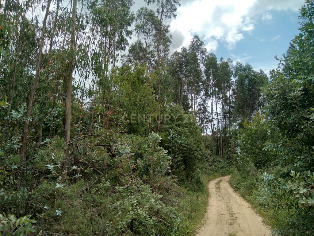 Terreno Rùstico - Image 2