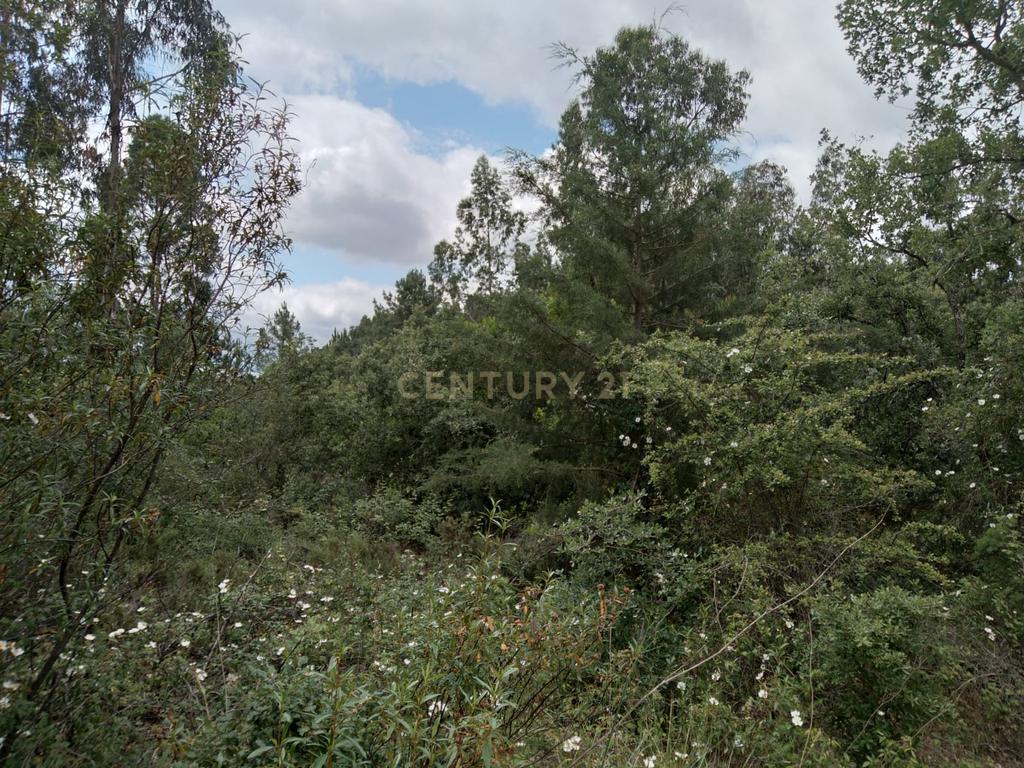 Terreno Rùstico - Image 6
