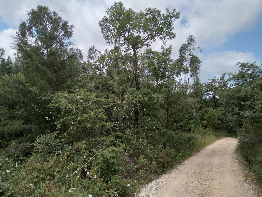 Terreno Rùstico - Image 4