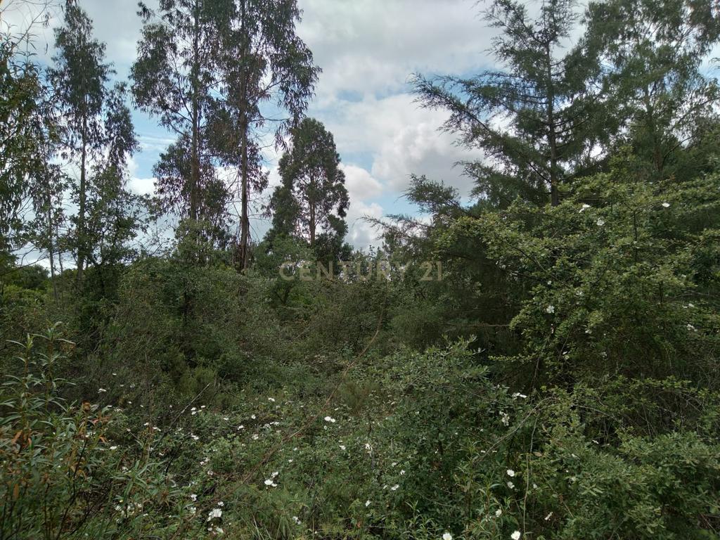 Terreno Rùstico - Image 7