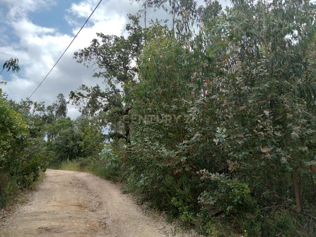 Terreno Rùstico - Image 5