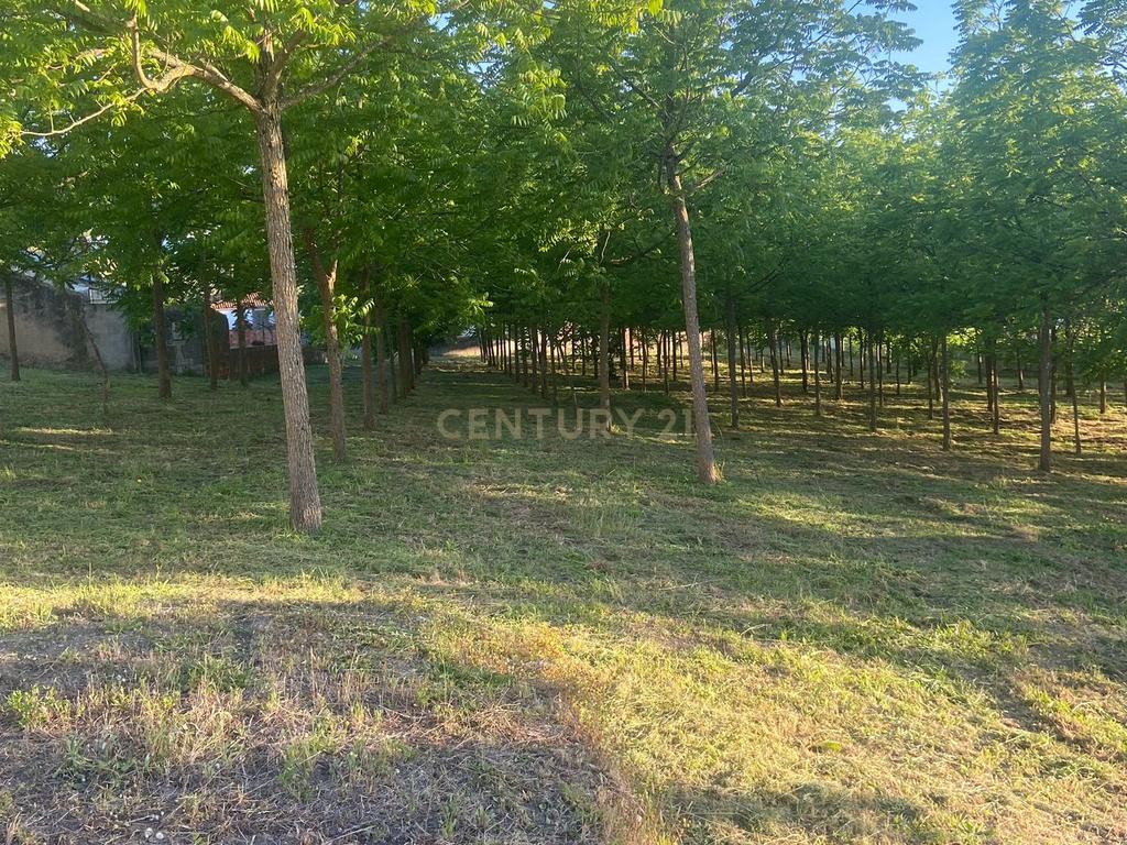 Terreno || Construção || Castanheira || Alcobaça - Image 5