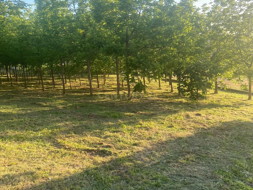 Terreno || Construção || Castanheira || Alcobaça - Image 20