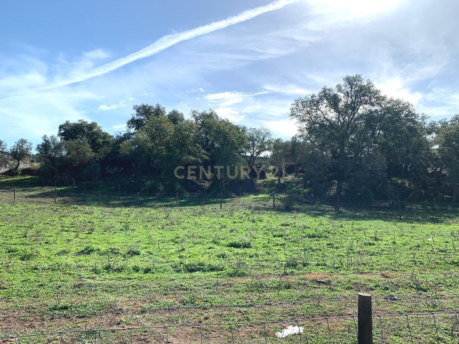 Herdade das Tapadas 87,50ha em Alter do Chão - Alentejo - Portugal - Image 7