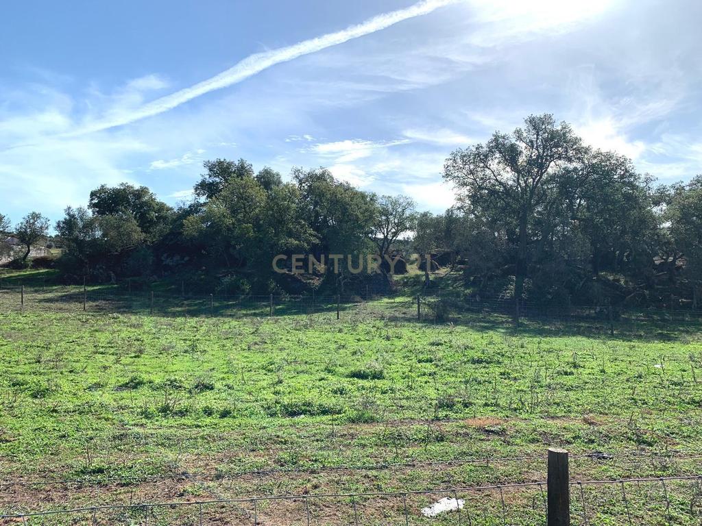 Herdade das Tapadas 87,50ha em Alter do Chão - Alentejo - Portugal - Image 7