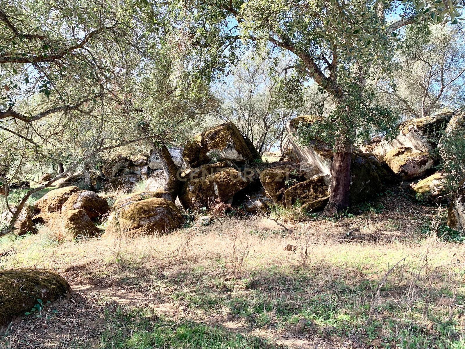 Herdade das Tapadas 87,50ha em Alter do Chão - Alentejo - Portugal - Image 11