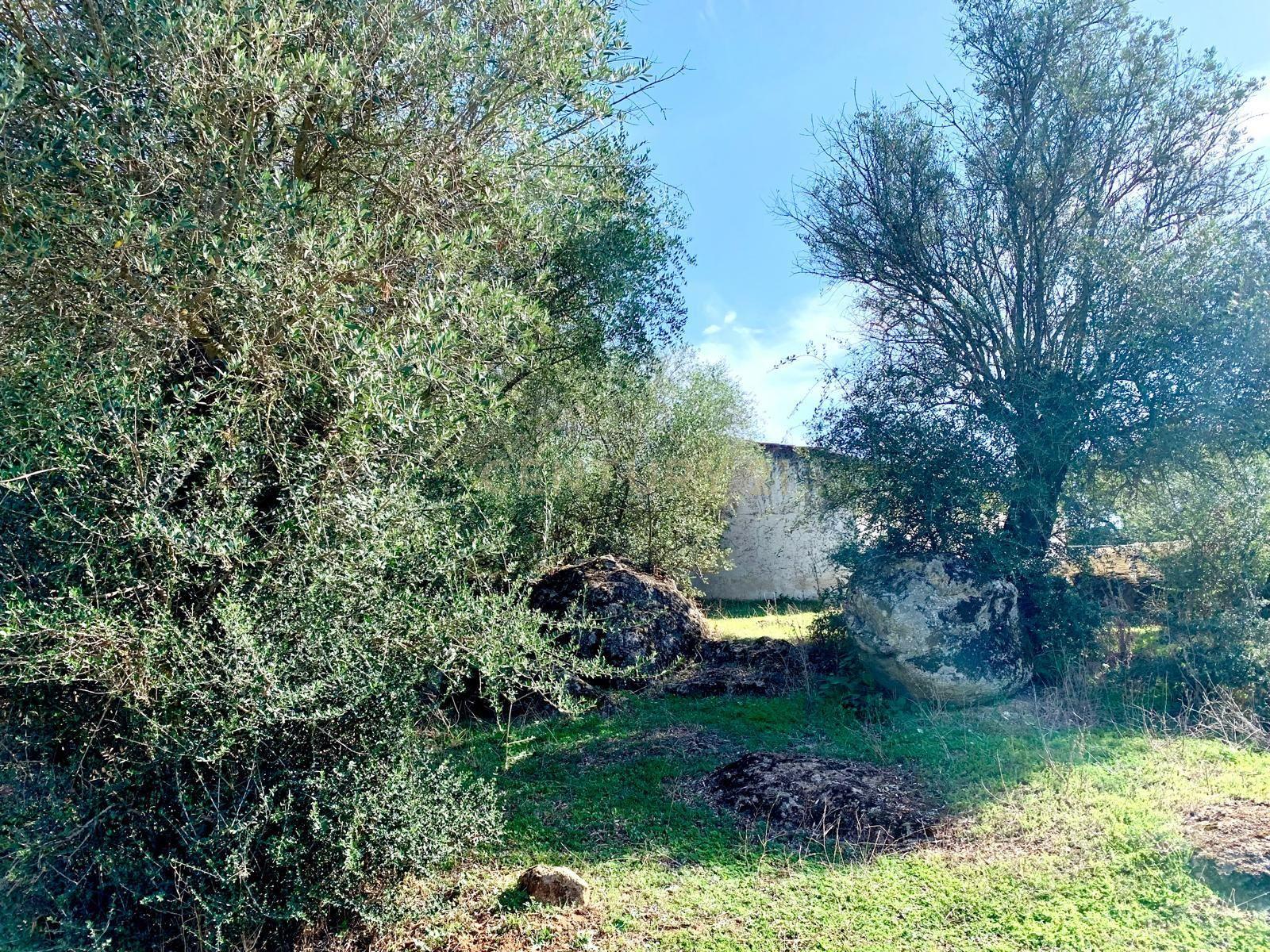 Herdade das Tapadas 87,50ha em Alter do Chão - Alentejo - Portugal - Image 21