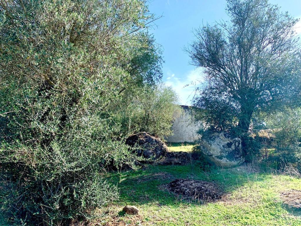 Herdade das Tapadas 87,50ha em Alter do Chão - Alentejo - Portugal - Image 21