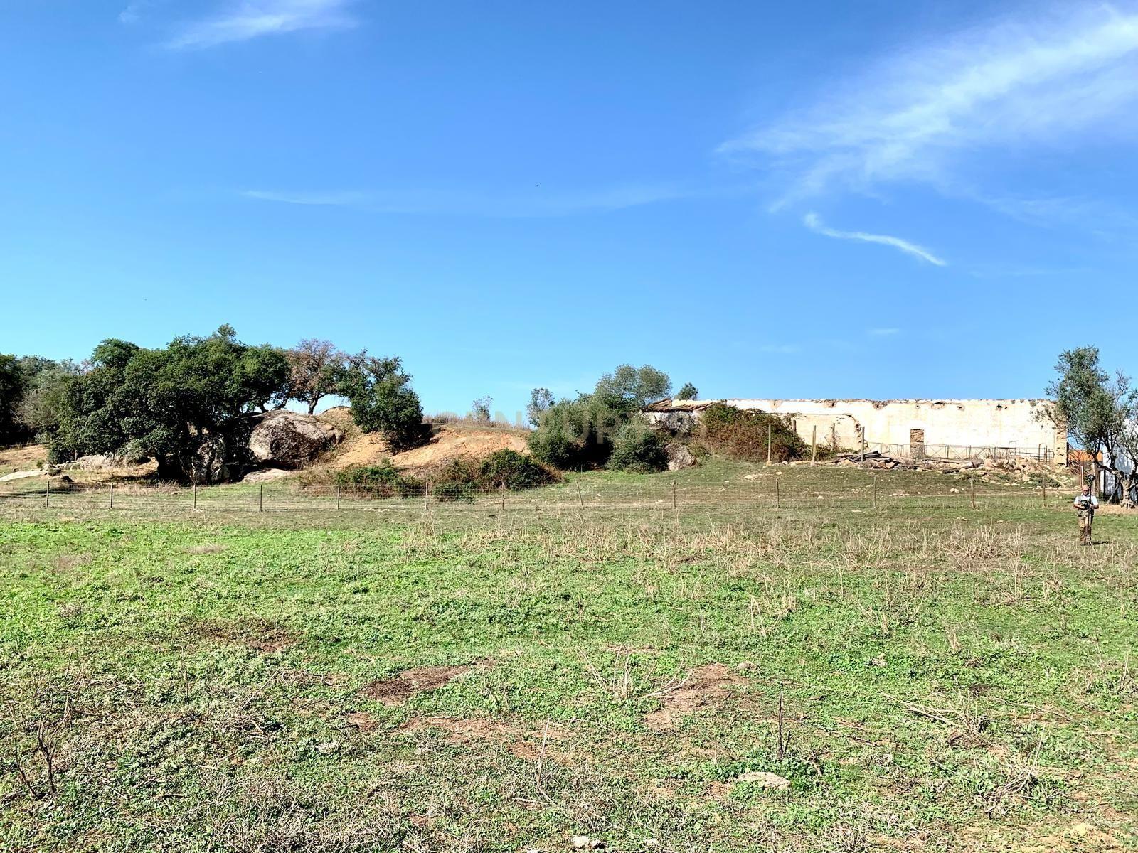 Herdade das Tapadas 87,50ha em Alter do Chão - Alentejo - Portugal - Image 14