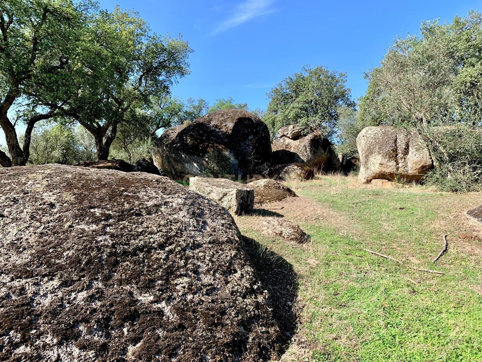 Herdade das Tapadas 87,50ha em Alter do Chão - Alentejo - Portugal - Image 25