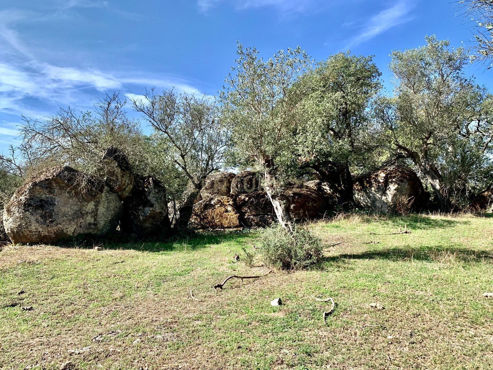 Herdade das Tapadas 87,50ha em Alter do Chão - Alentejo - Portugal - Image 18