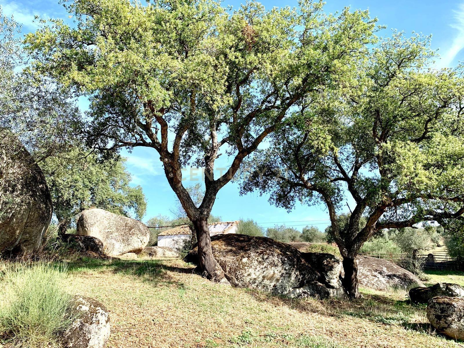 Herdade das Tapadas 87,50ha em Alter do Chão - Alentejo - Portugal - Image 19