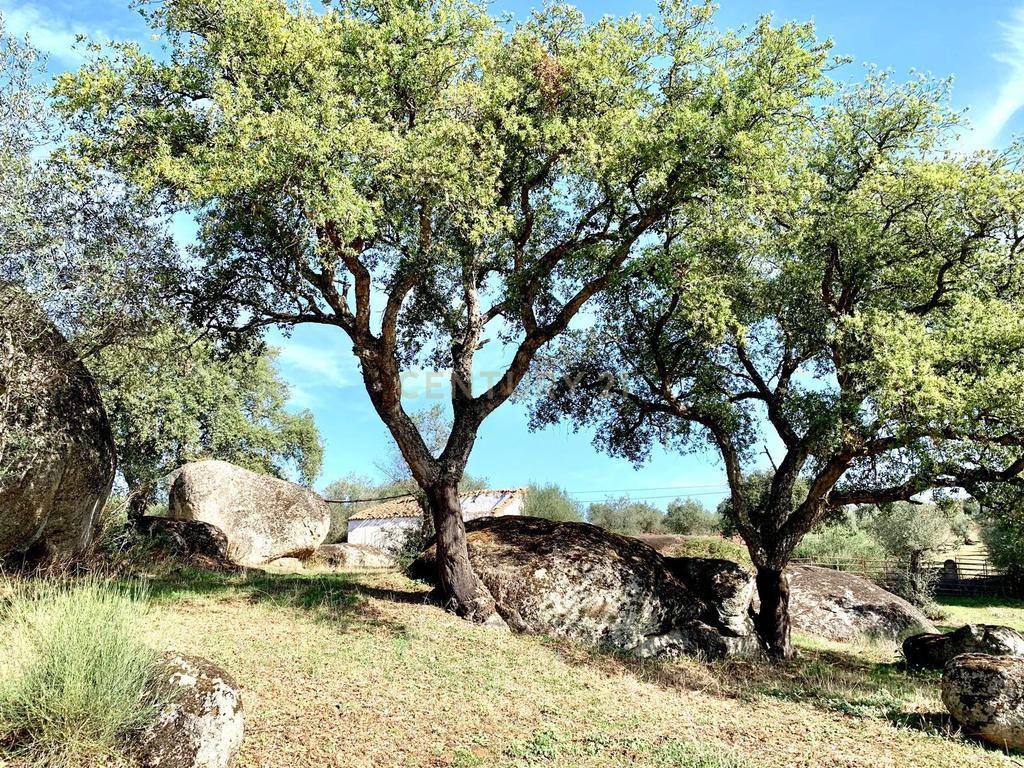 Herdade das Tapadas 87,50ha em Alter do Chão - Alentejo - Portugal - Image 19