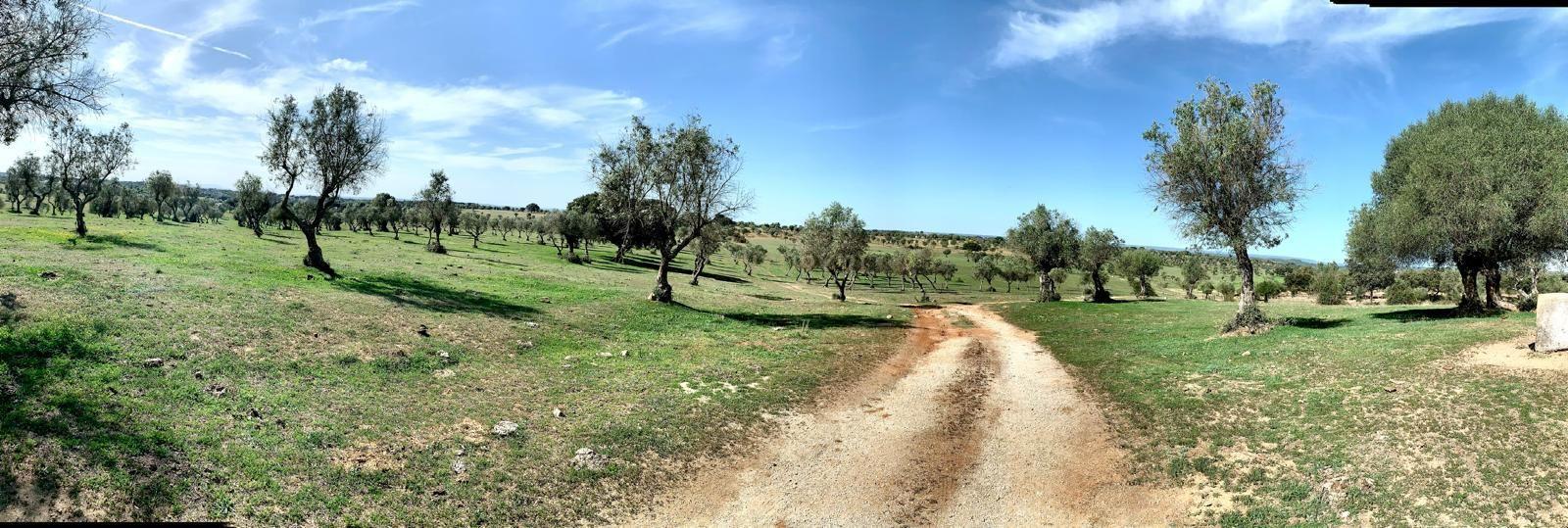 Herdade das Tapadas 87,50ha em Alter do Chão - Alentejo - Portugal - Image 22