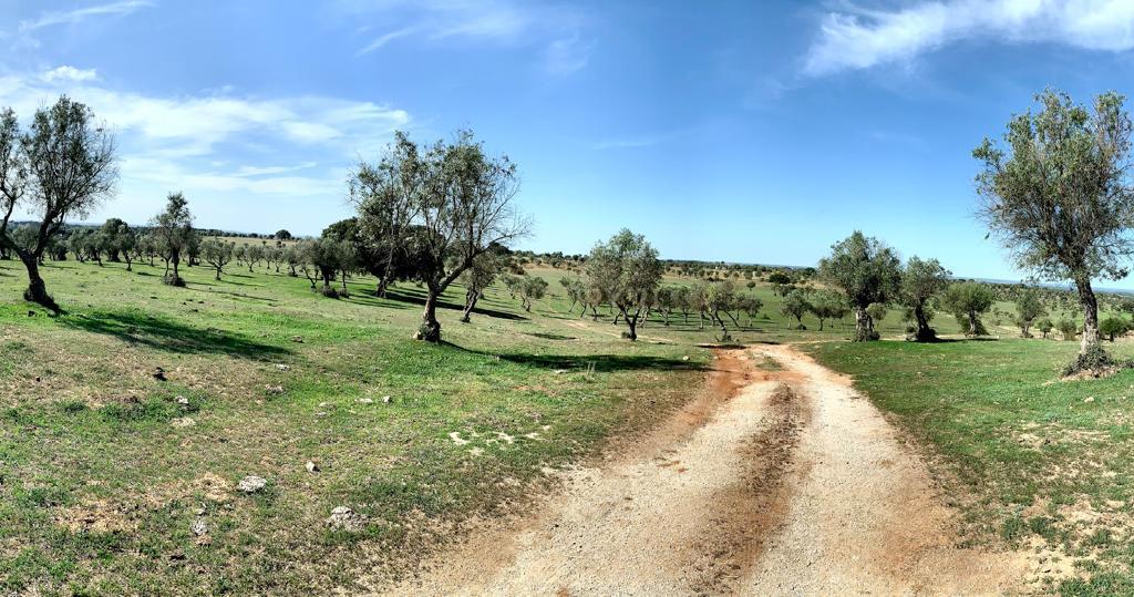 Herdade das Tapadas 87,50ha em Alter do Chão - Alentejo - Portugal - Image 22
