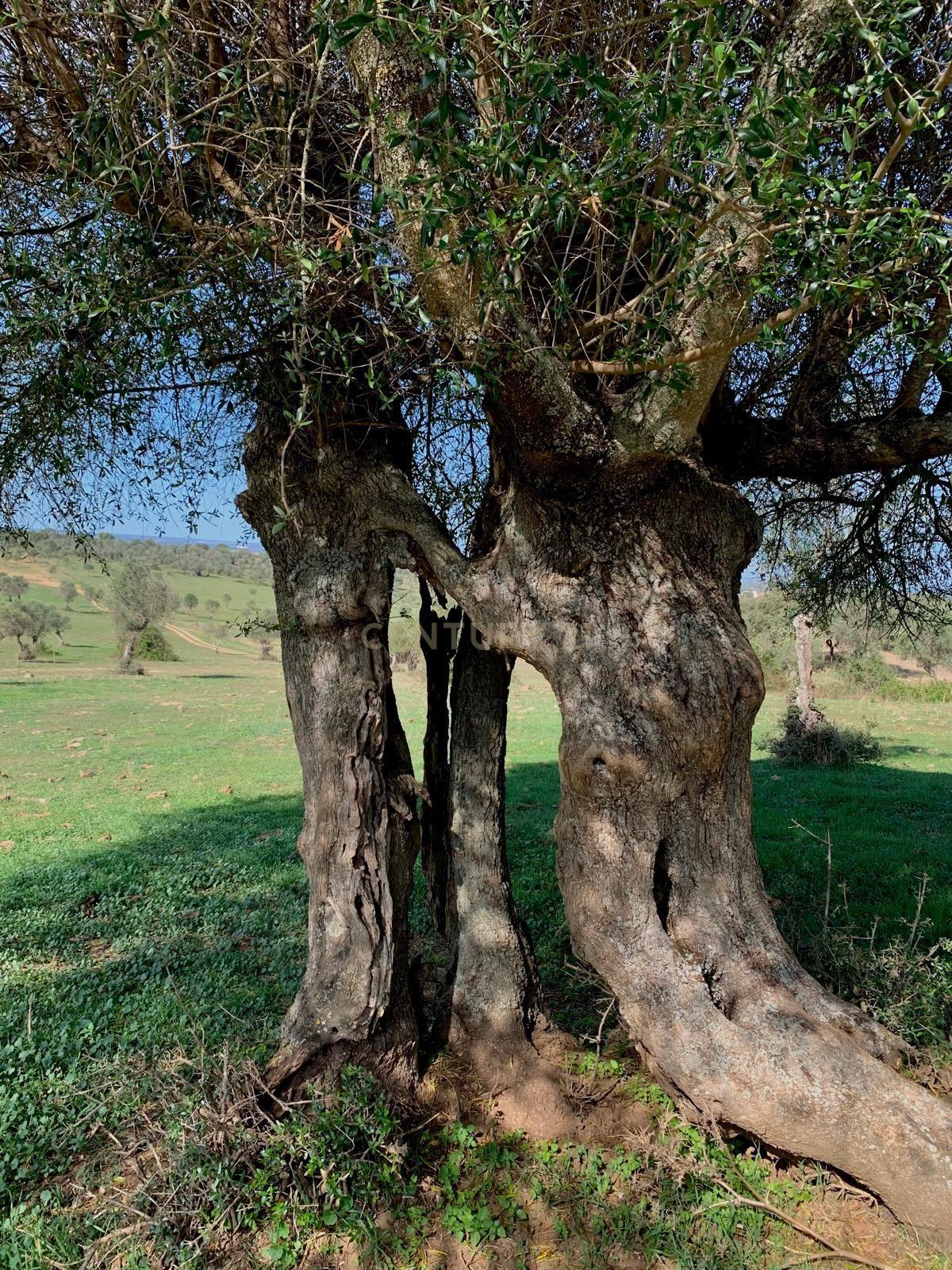 Herdade das Tapadas 87,50ha em Alter do Chão - Alentejo - Portugal - Image 28