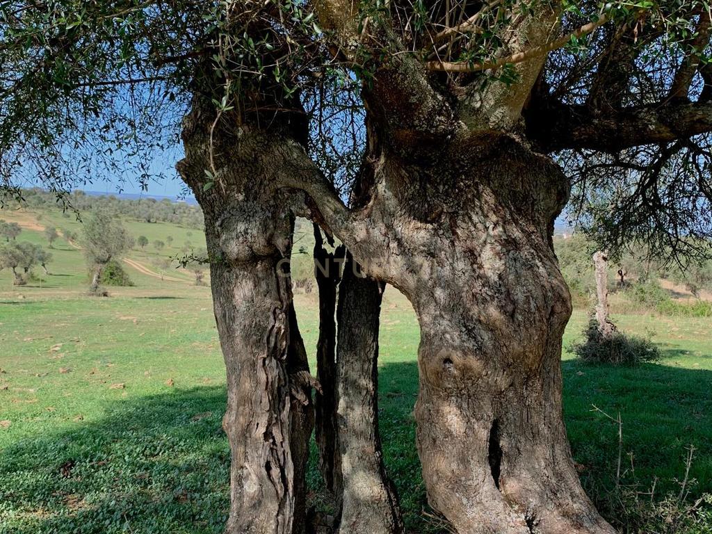 Herdade das Tapadas 87,50ha em Alter do Chão - Alentejo - Portugal - Image 28