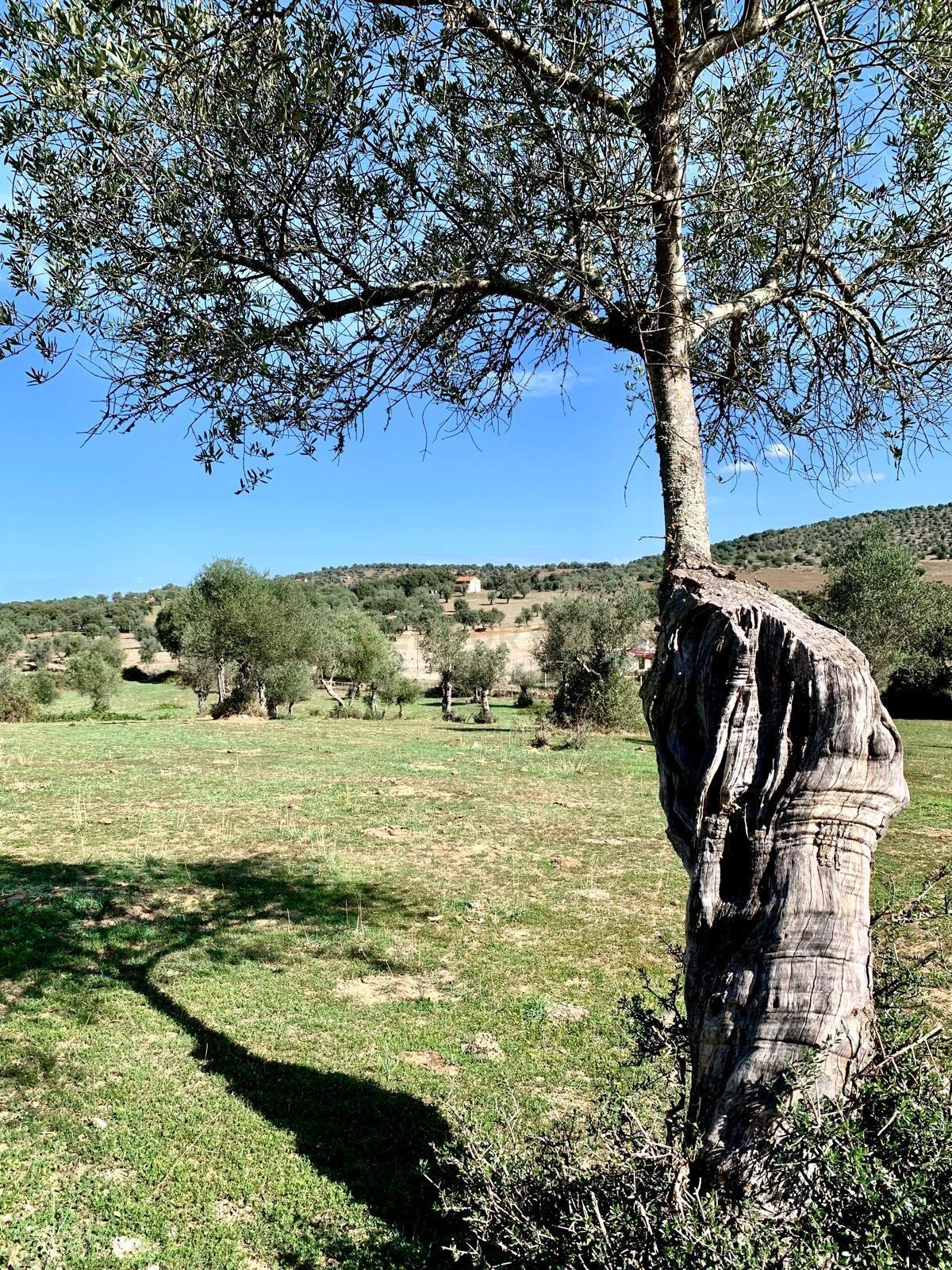 Herdade das Tapadas 87,50ha em Alter do Chão - Alentejo - Portugal - Image 38