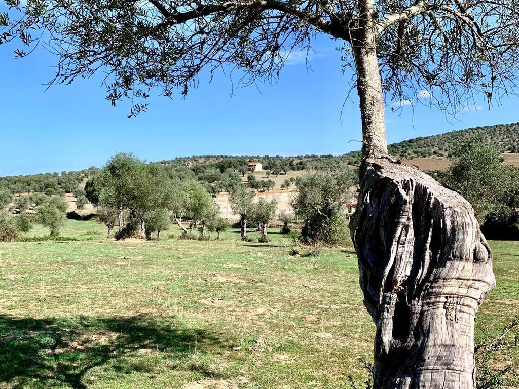 Herdade das Tapadas 87,50ha em Alter do Chão - Alentejo - Portugal - Image 38