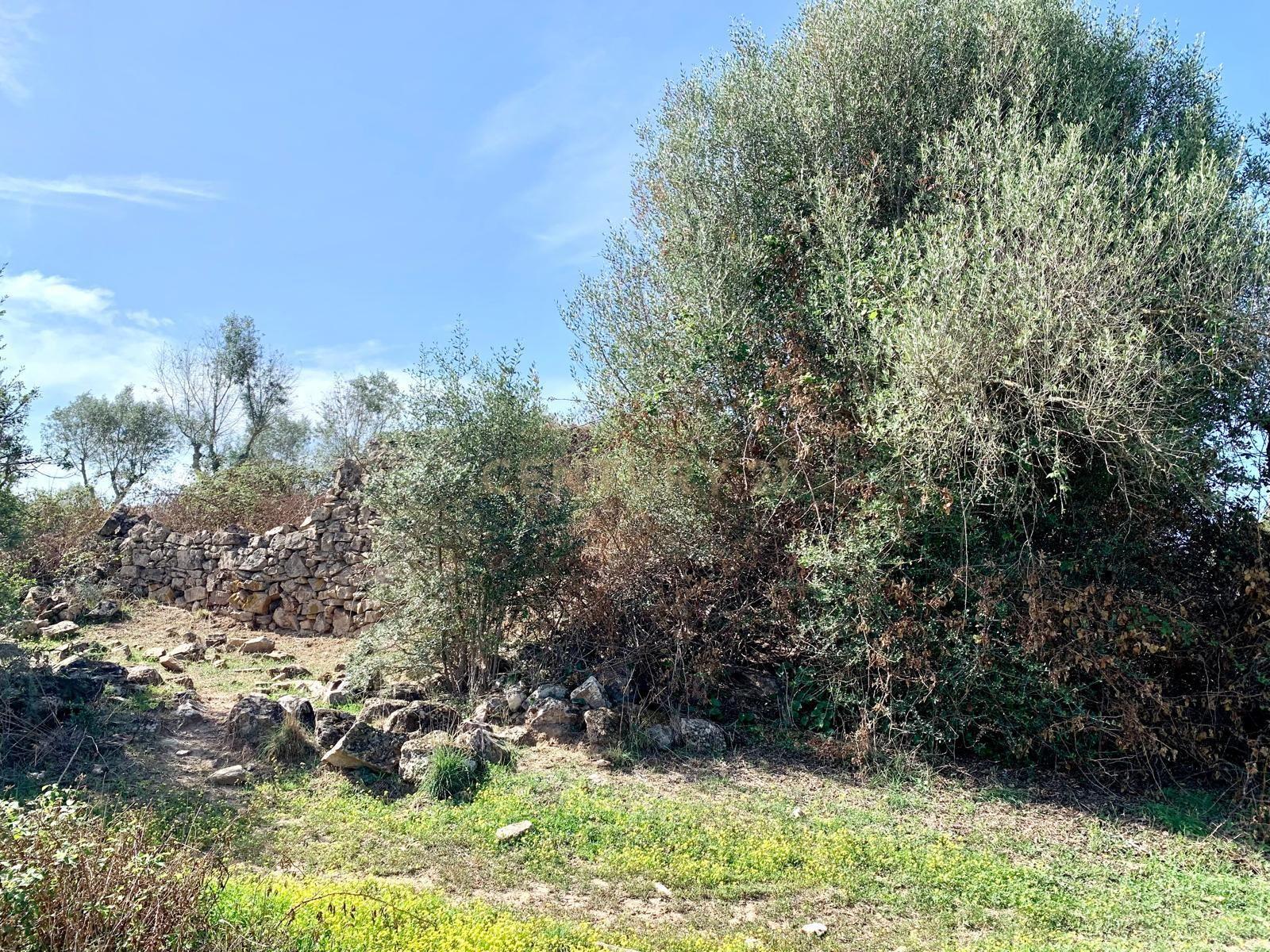 Herdade das Tapadas 87,50ha em Alter do Chão - Alentejo - Portugal - Image 34