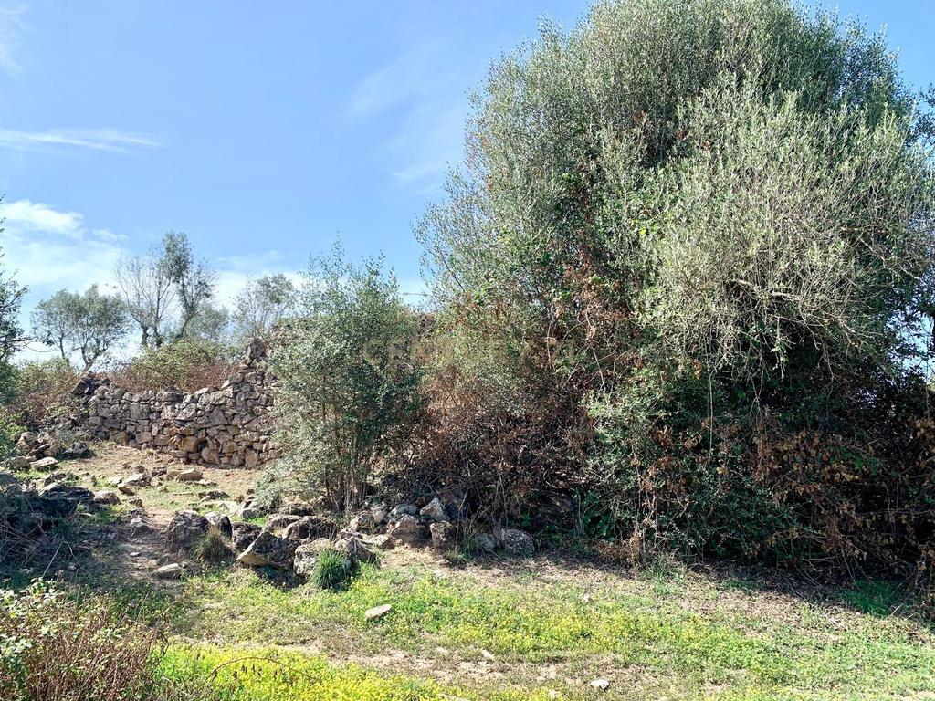 Herdade das Tapadas 87,50ha em Alter do Chão - Alentejo - Portugal - Image 34